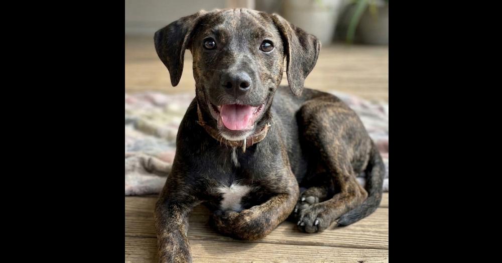 Enlarge Addie, a Adoptable mixed breed in Crown Point, IN image 1/3