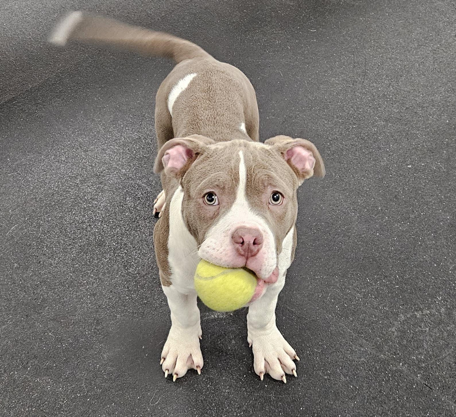 Enlarge Olaf, an adopted Pit Bull Terrier in Bloomfield, CT image 1/1