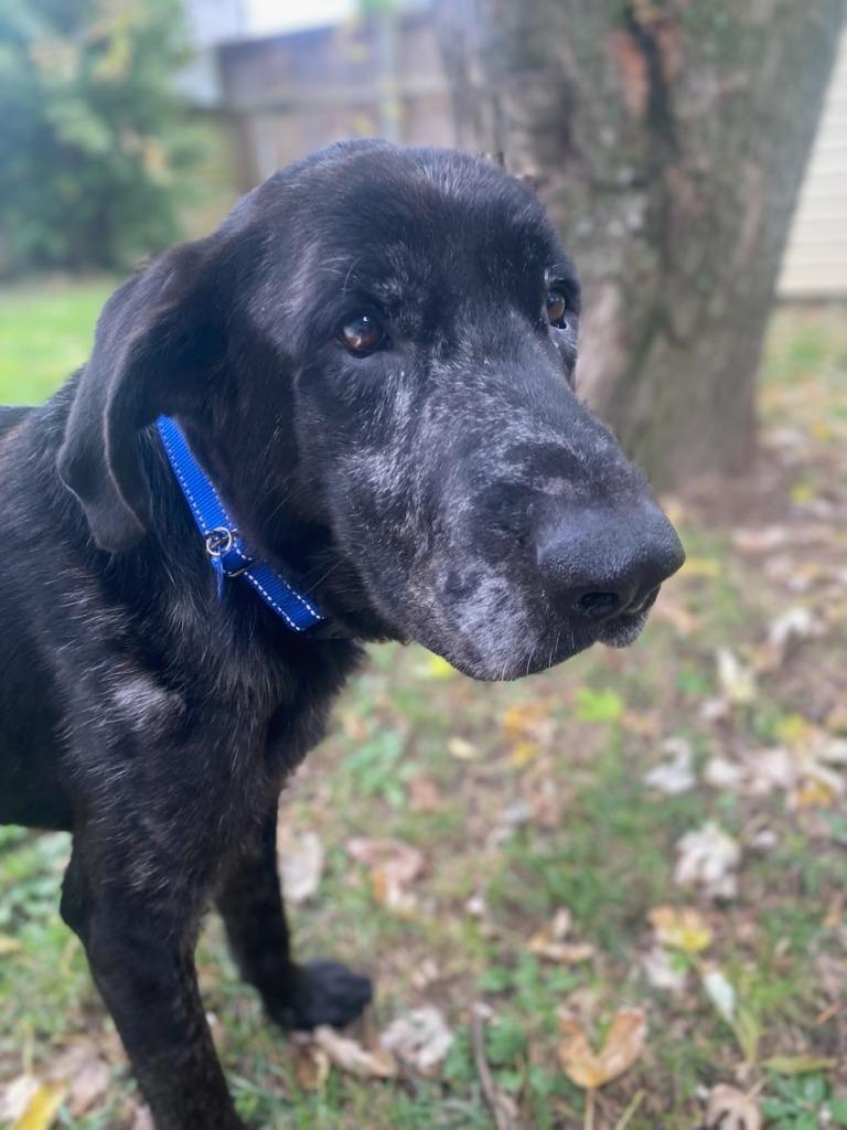 Columbo, Adoptable, Adult Male Labrador Retriever & Mixed Breed.