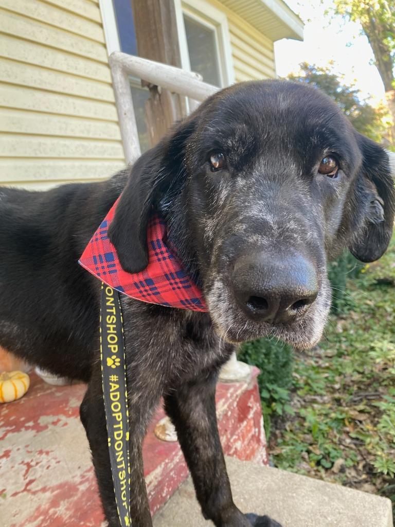 Columbo, a Adoptable mixed breed in Fayetteville, AR image 4/6