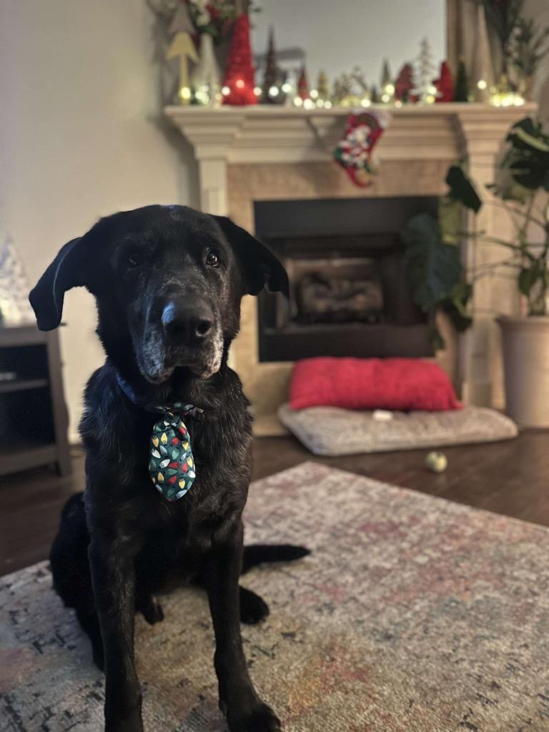 Columbo, a Adoptable mixed breed in Fayetteville, AR image 5/6