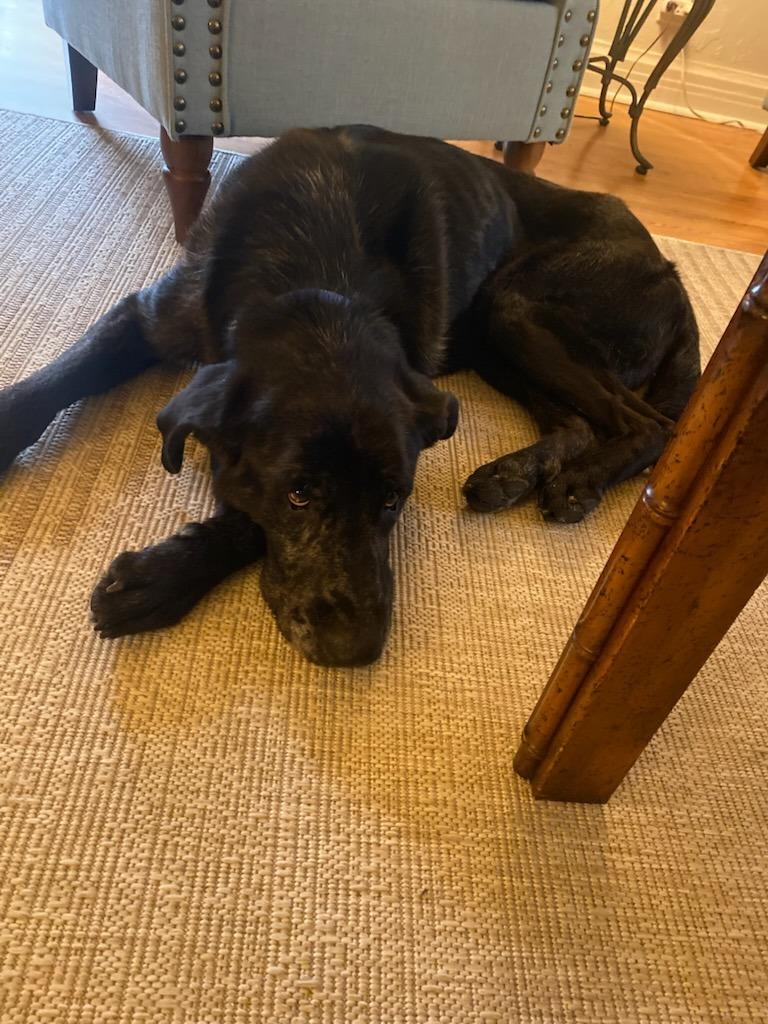 Columbo, a Adoptable mixed breed in Fayetteville, AR image 6/6