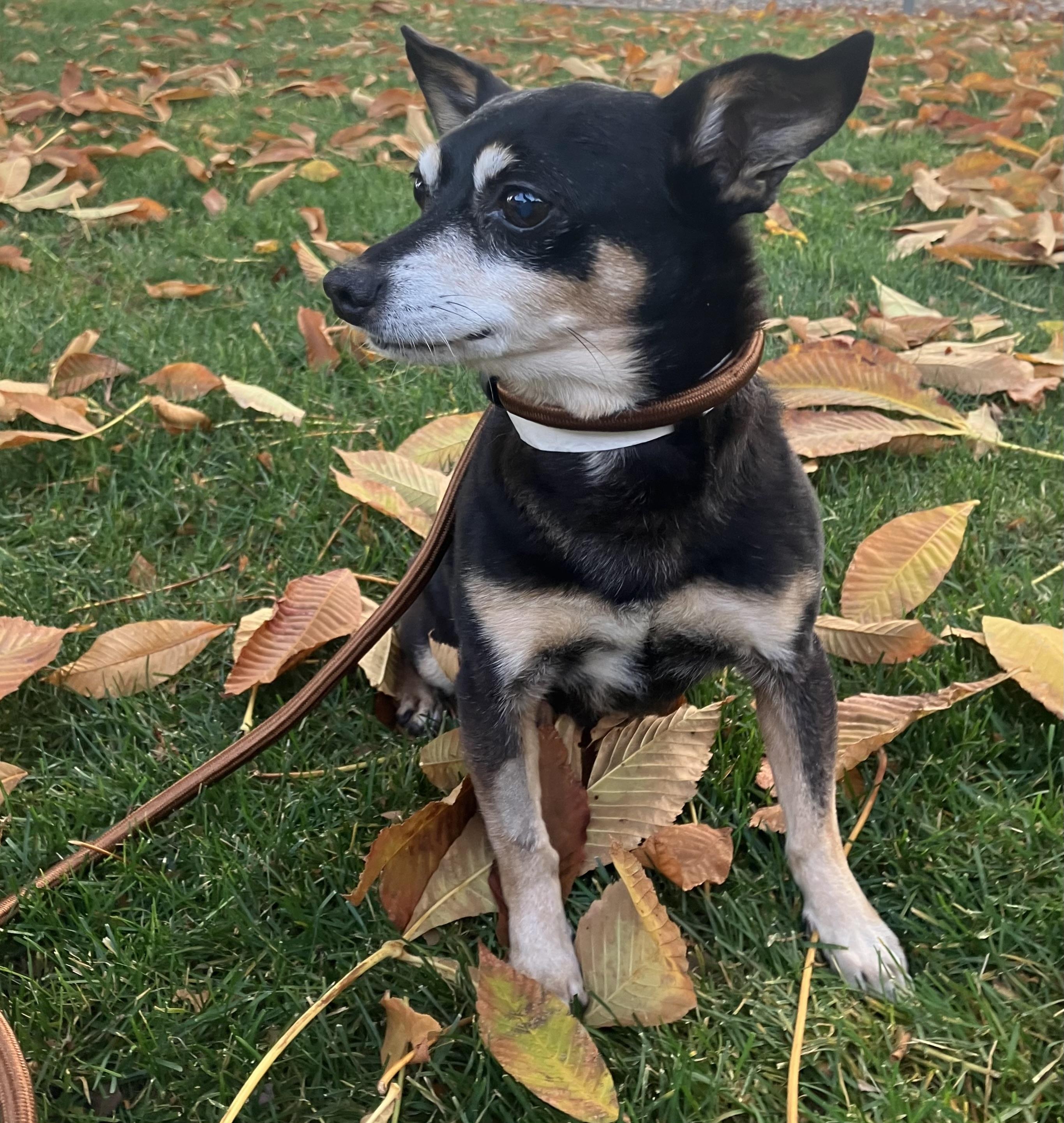 Rugar, a Adoptable mixed breed in Yakima, WA image 4/4