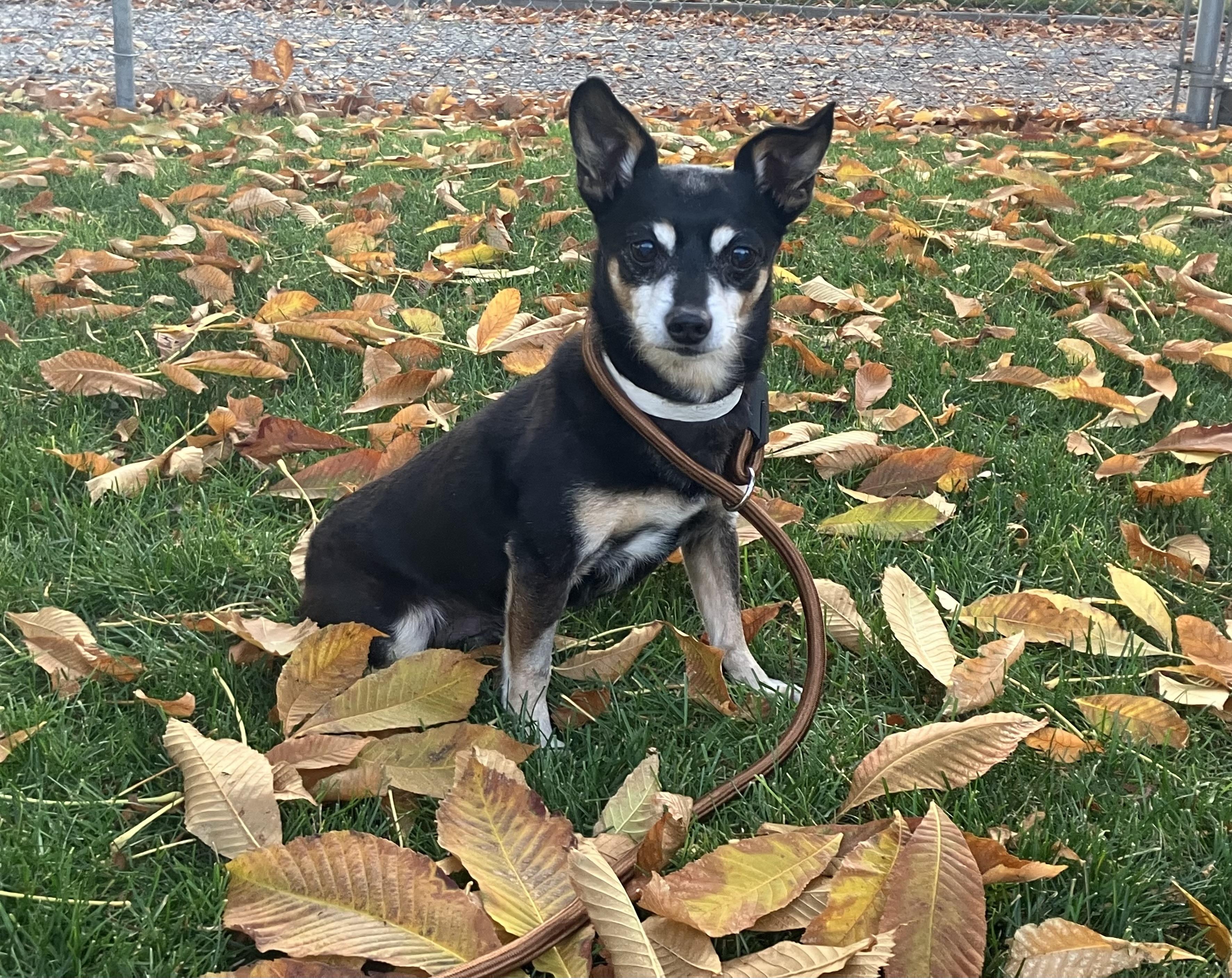 Rugar, Adoptable, Senior Male Chihuahua.