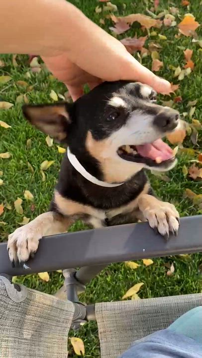 Enlarge Rugar, a Adoptable mixed breed in Yakima, WA video 3/4