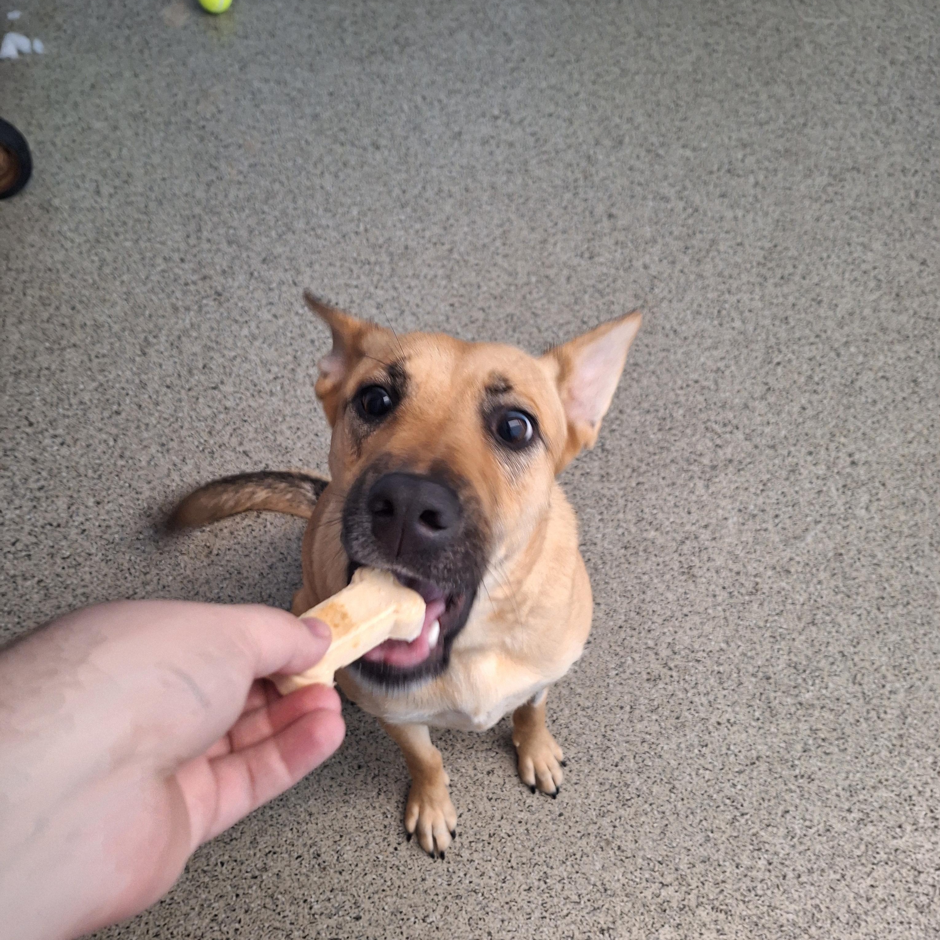 Enlarge Luna, a Adopted mixed breed in East Providence, RI image 2/4
