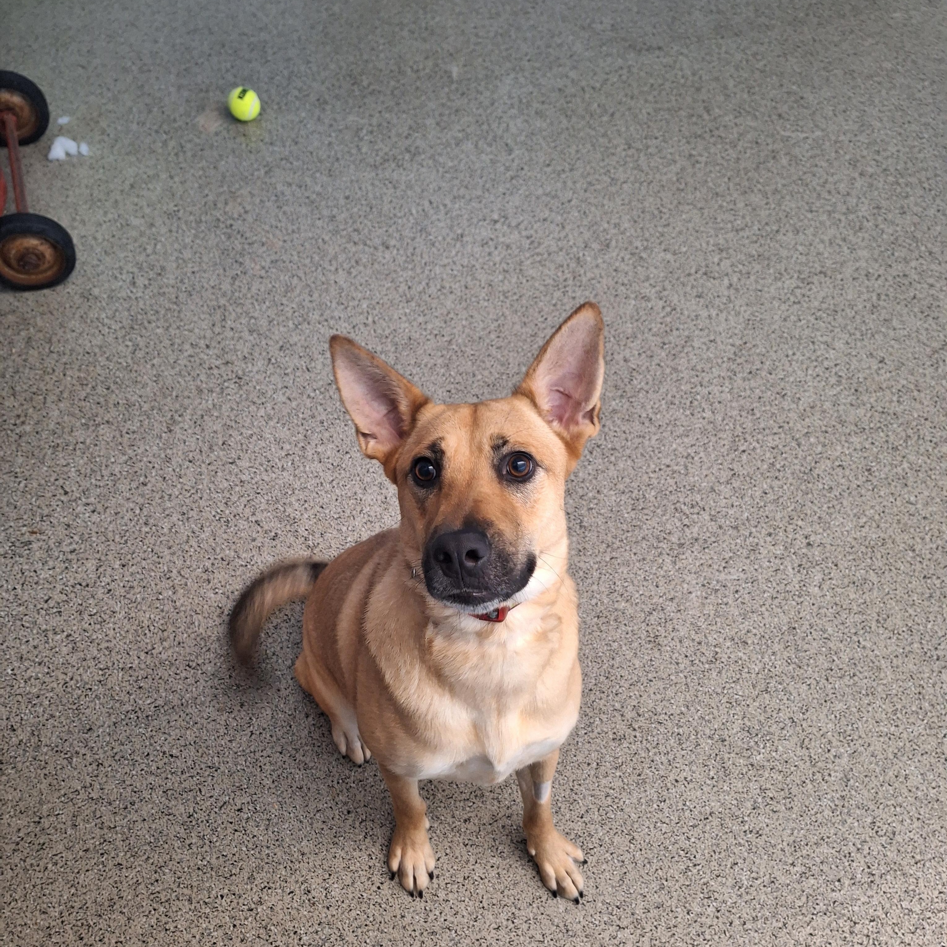 Enlarge Luna, a Adopted mixed breed in East Providence, RI image 3/4