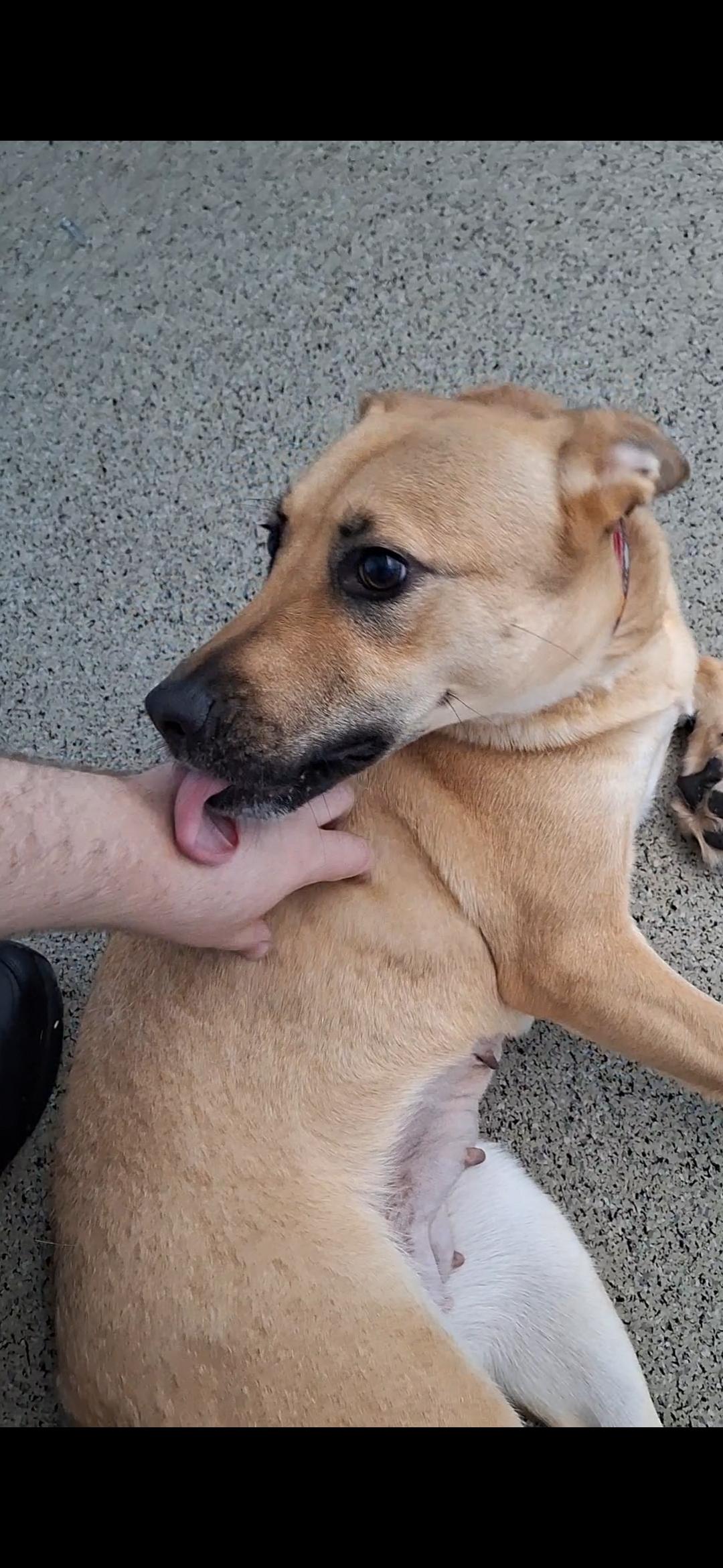 Enlarge Luna, a Adopted mixed breed in East Providence, RI image 4/4