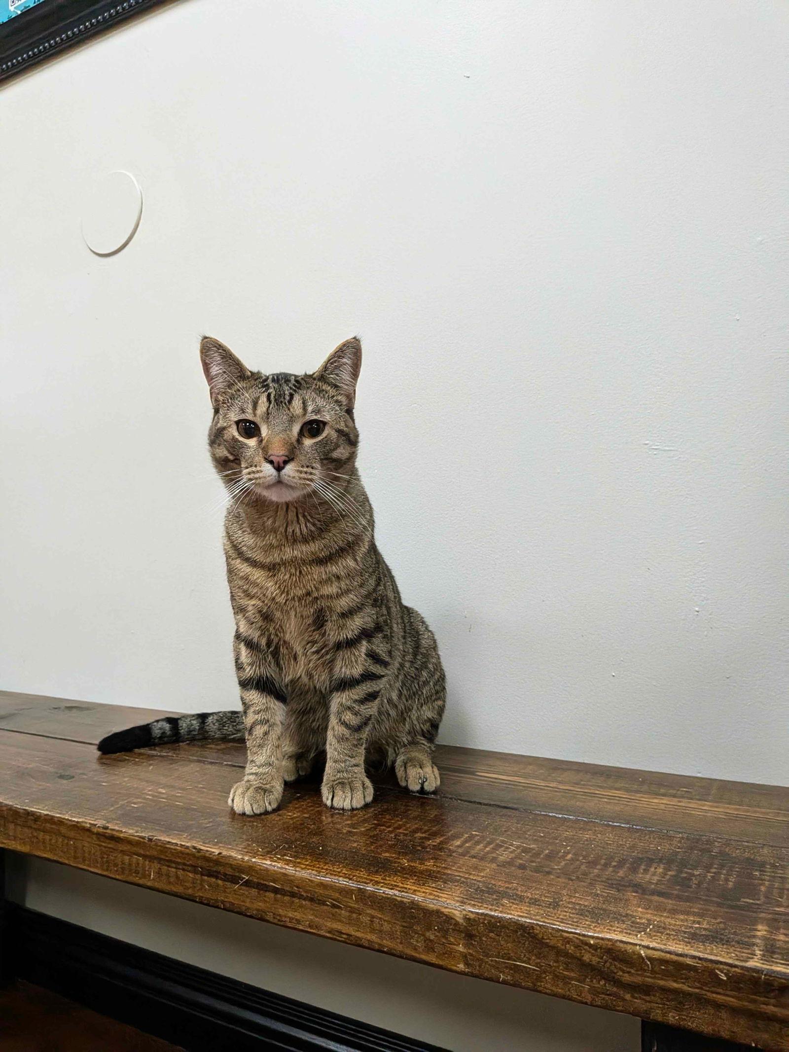 Jax, Adoptable, Young Male Domestic Short Hair.