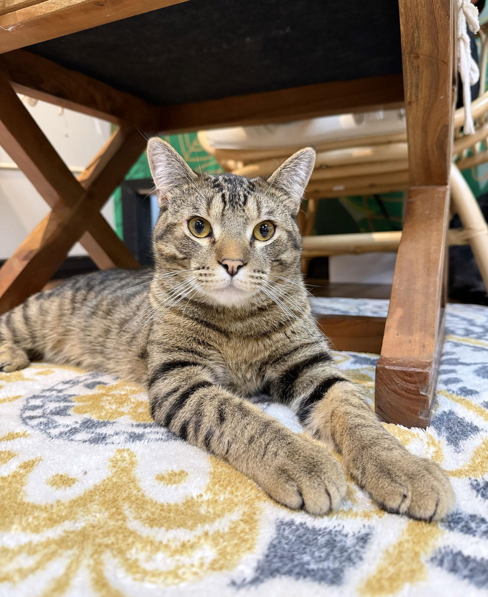 Enlarge Jax, a Adoptable Domestic Short Hair in Lake Saint Louis, MO image 2/2