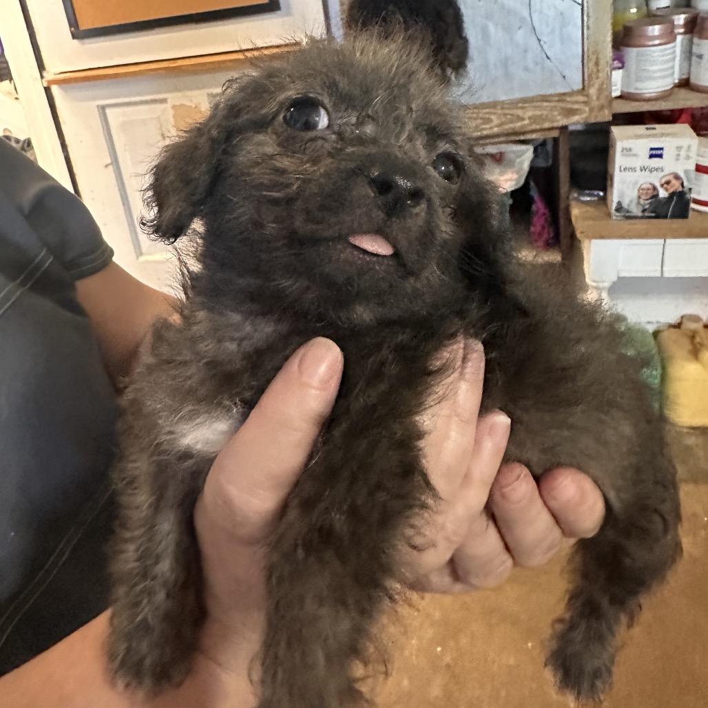 Sheldon, Adopted, Puppy Male Poodle (Toy) & Mixed Breed.