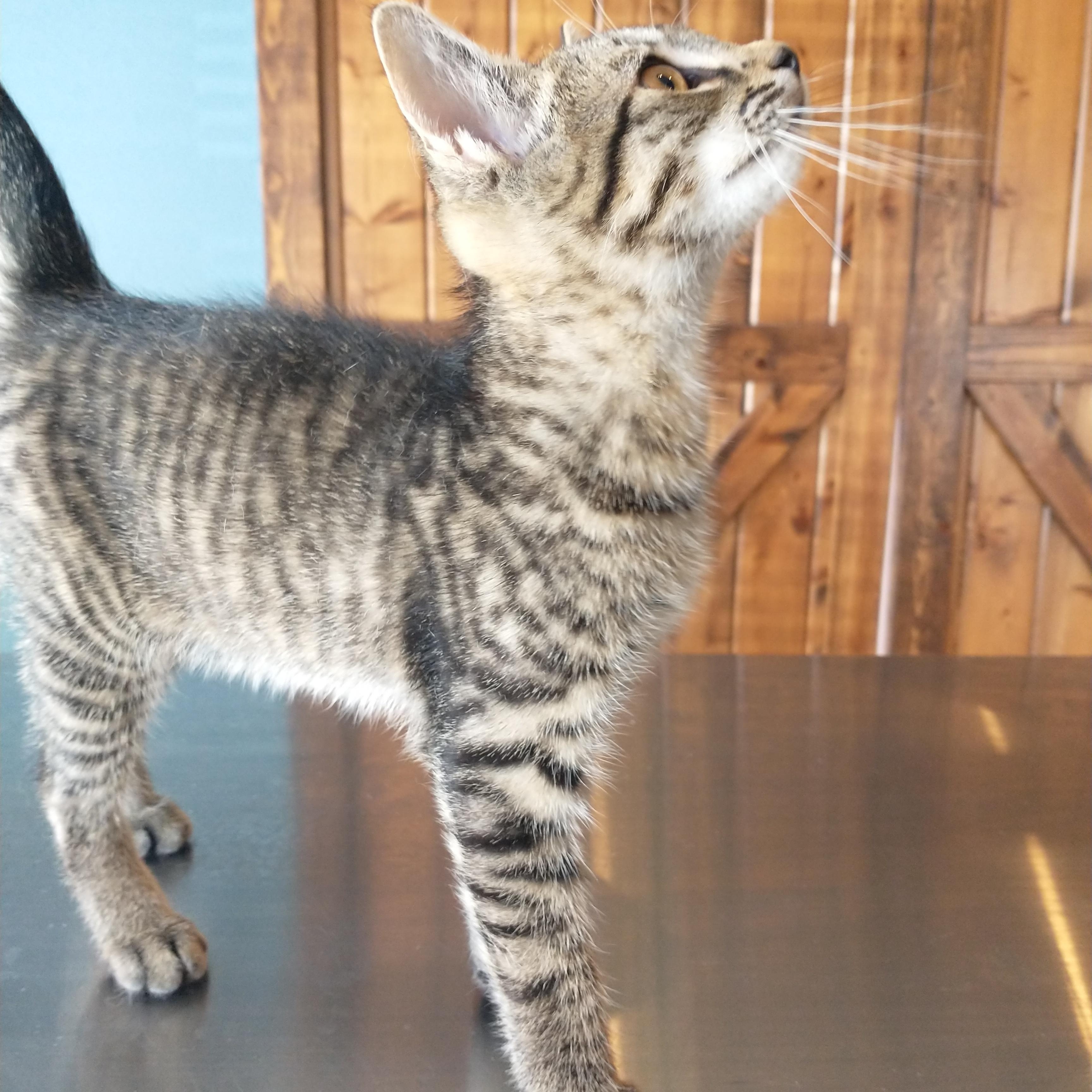 Flounder, an adoptable Domestic Short Hair in Sisters, OR, 97759 | Photo Image 1