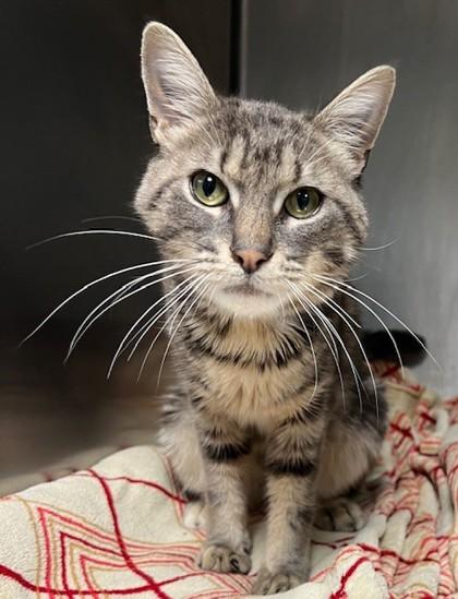 Botas, ADOPTABLE, Adult Male Domestic Short Hair.