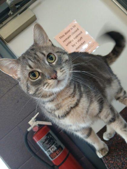 Enlarge Botas, a ADOPTABLE Domestic Short Hair in Boyne City, MI image 3/3