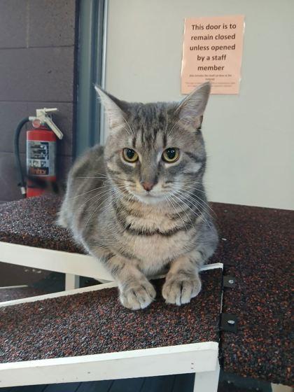 Enlarge Botas, a ADOPTABLE Domestic Short Hair in Boyne City, MI image 2/3