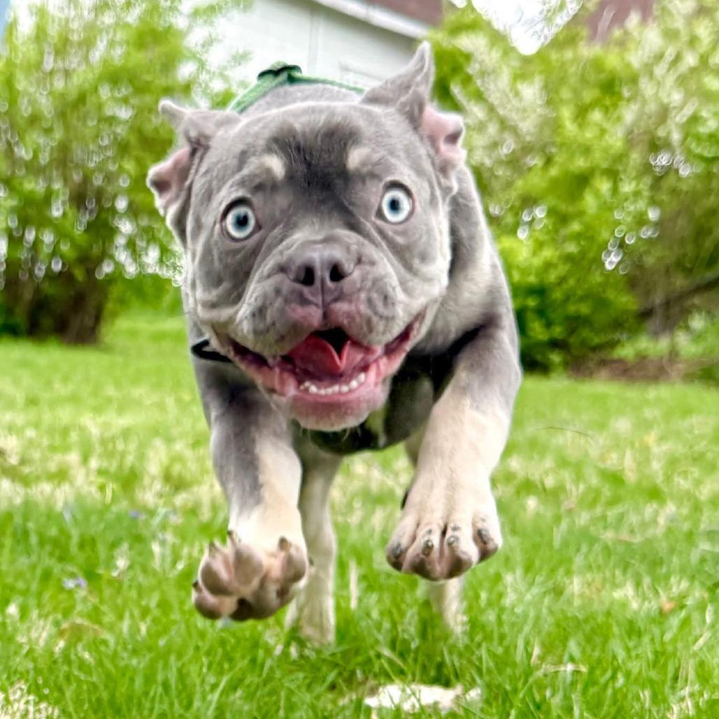 Enlarge Umi, a Adoptable French Bulldog in Huber Heights, OH image 2/6