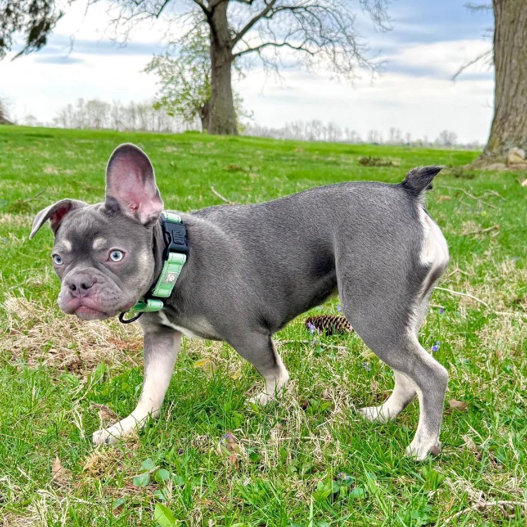 Enlarge Umi, a Adoptable French Bulldog in Huber Heights, OH image 3/6
