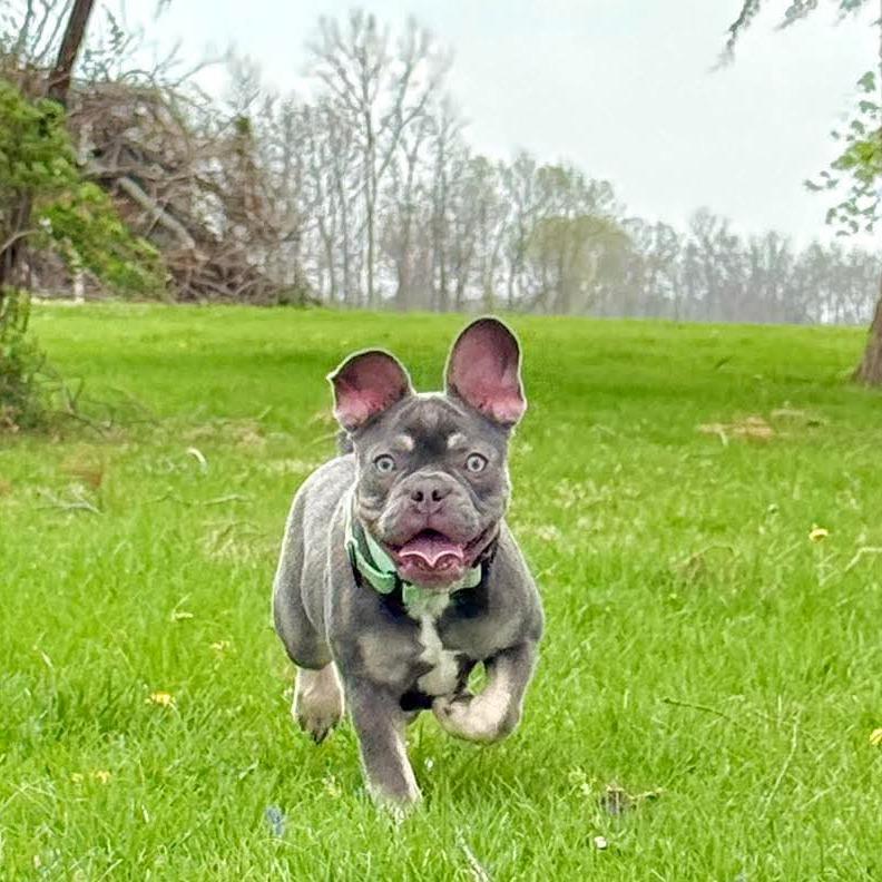 Enlarge Umi, a Adoptable French Bulldog in Huber Heights, OH image 4/6