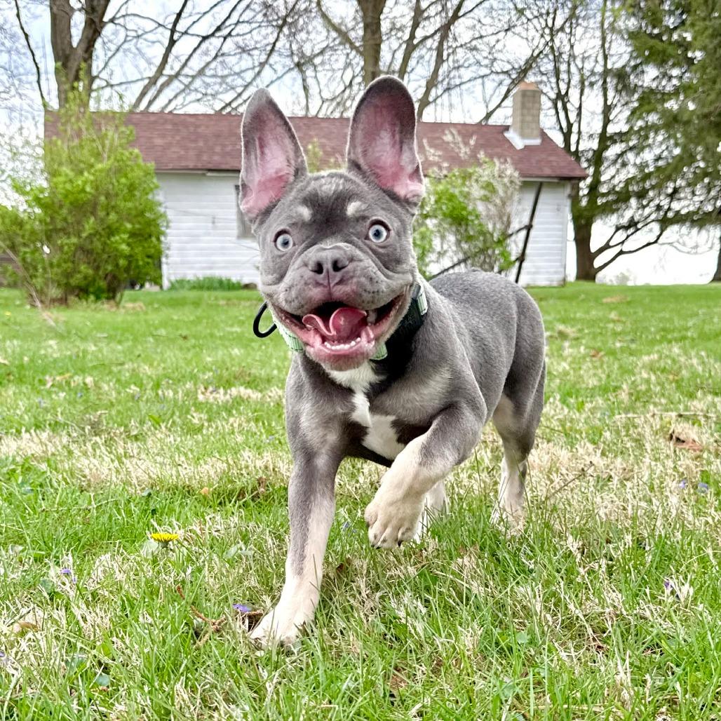 Enlarge Umi, a Adoptable French Bulldog in Huber Heights, OH image 5/6