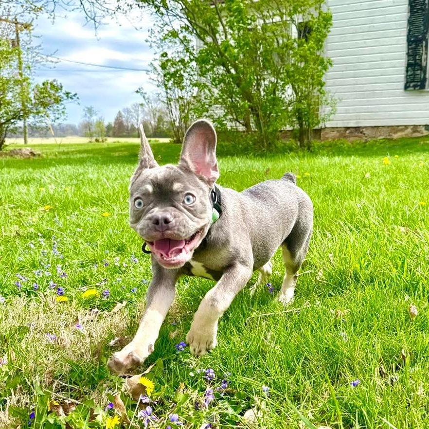 Enlarge Umi, a Adoptable French Bulldog in Huber Heights, OH image 6/6