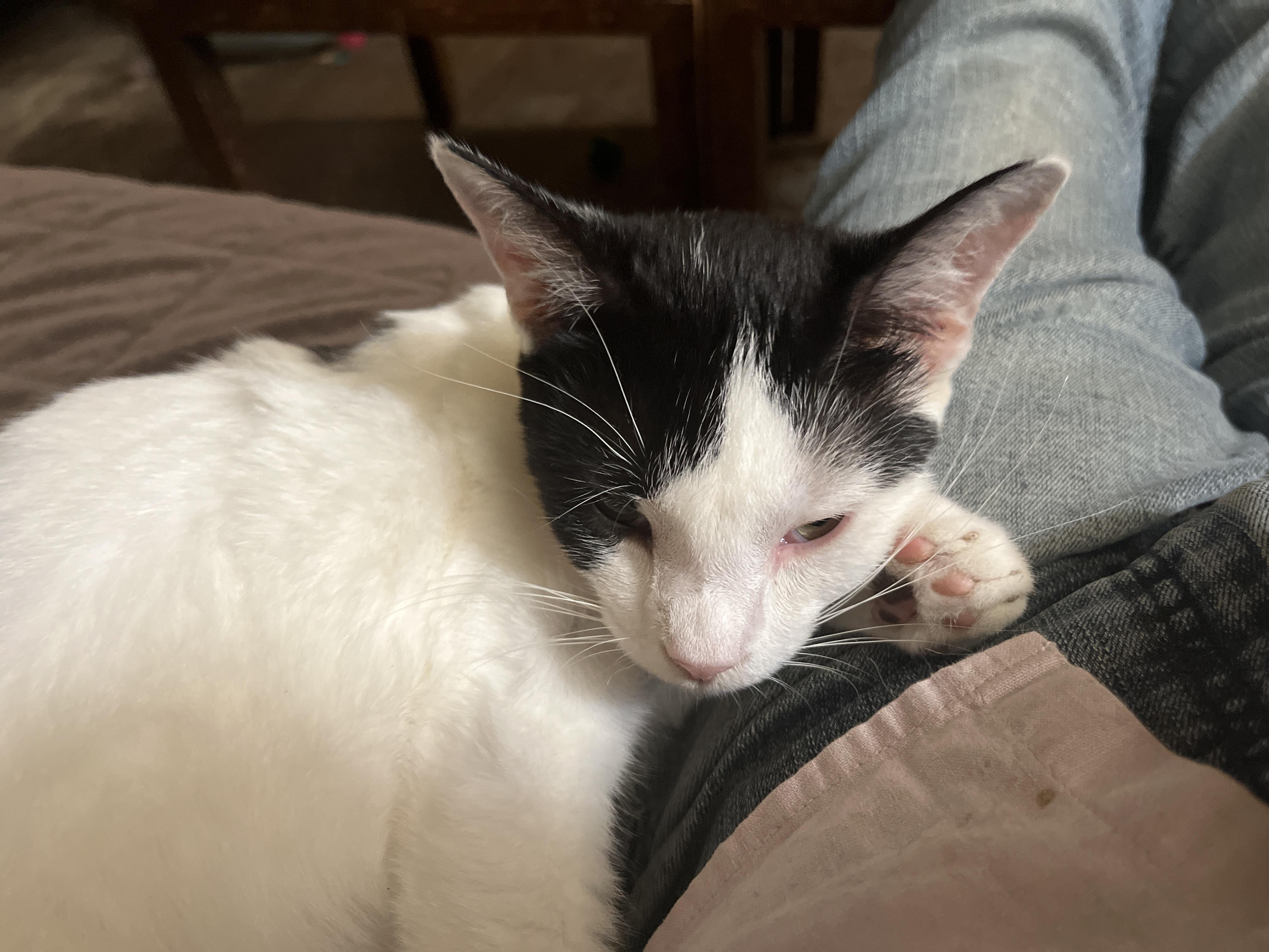 Enlarge Lexi, a Adoptable Domestic Short Hair in Mount Airy, MD image 1/1