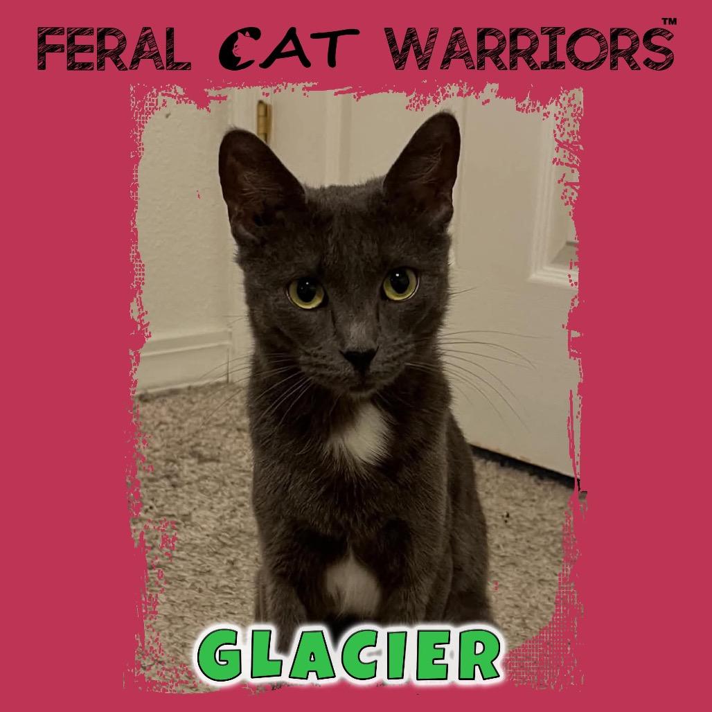 Enlarge Glacier, a Adoptable Domestic Short Hair in Kingman, AZ image 1/1