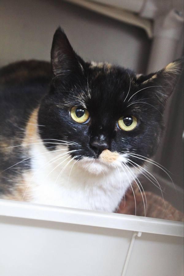 Enlarge Glimmer, a Adoptable mixed breed in Indiana, PA image 1/6