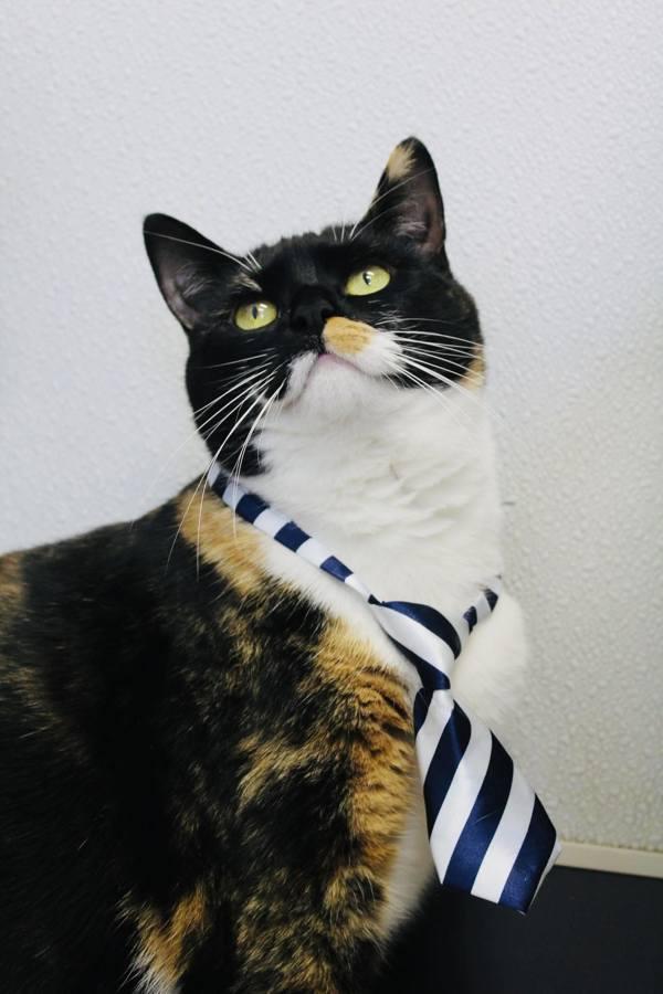 Enlarge Glimmer, a Adoptable mixed breed in Indiana, PA image 3/6