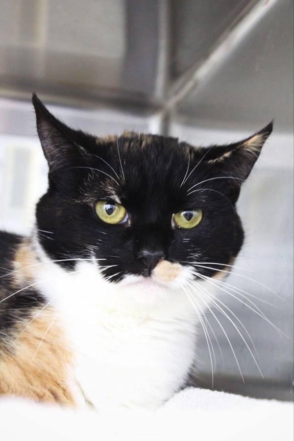 Enlarge Glimmer, a Adoptable mixed breed in Indiana, PA image 5/6