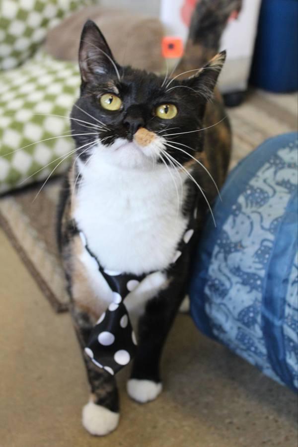 Enlarge Glimmer, a Adoptable mixed breed in Indiana, PA image 6/6