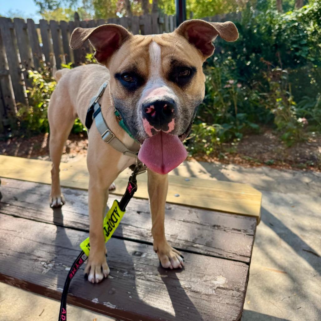 Enlarge Milo, a Adoptable mixed breed in Brookfield, WI image 1/6