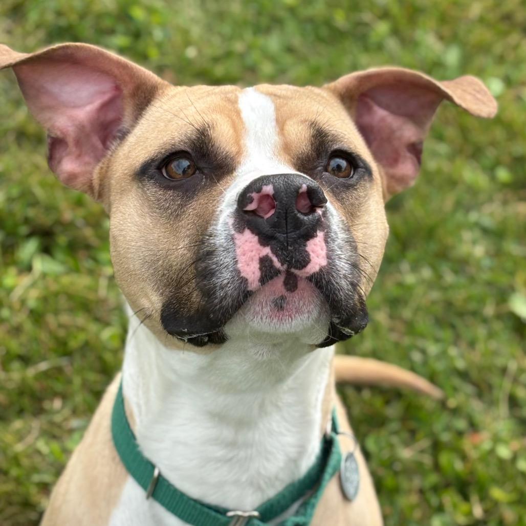 Enlarge Milo, a Adoptable mixed breed in Brookfield, WI image 2/6