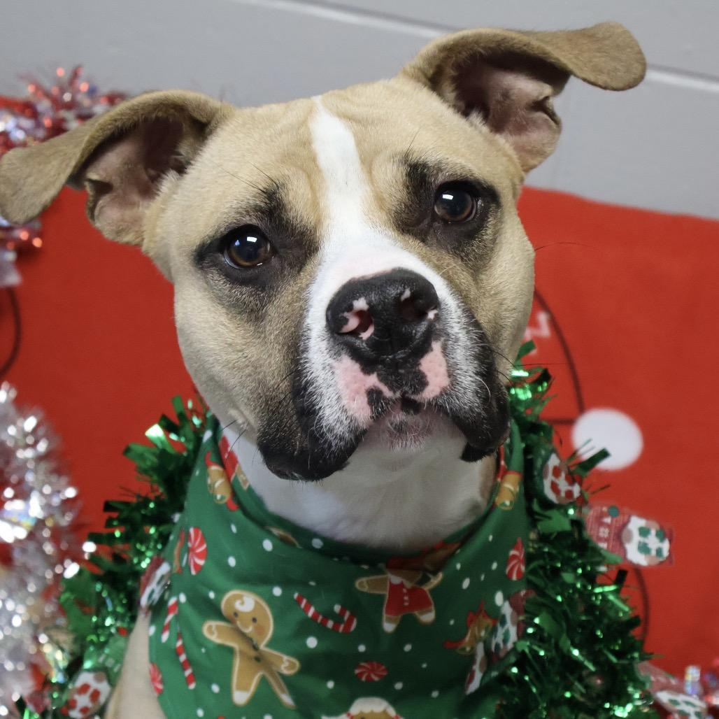 Enlarge Milo, a Adoptable mixed breed in Brookfield, WI image 4/6