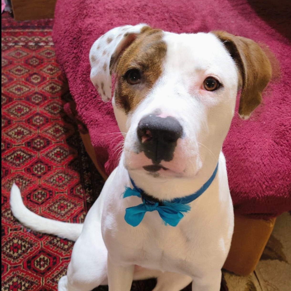 JoJo - Bloomfield, NM, a Adoptable mixed breed in Bloomfield, NM image 2/6