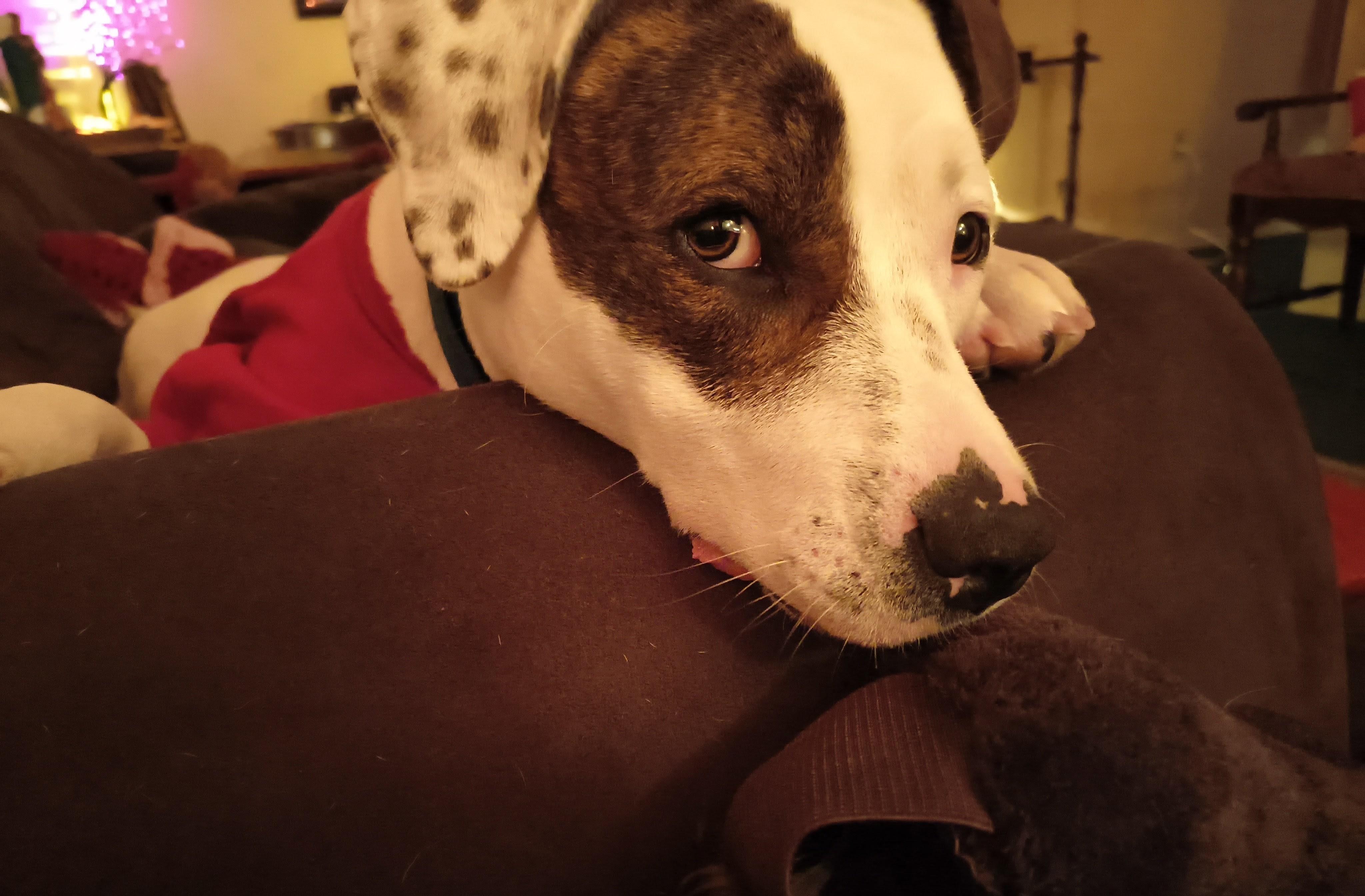JoJo - Bloomfield, NM, Adoptable, Young Female Boxer & Dalmatian.