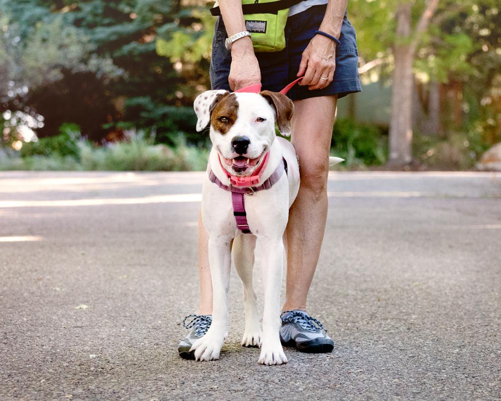 Enlarge Willow - Carbondale, CO, a Adoptable mixed breed in Carbondale, CO image 5/6