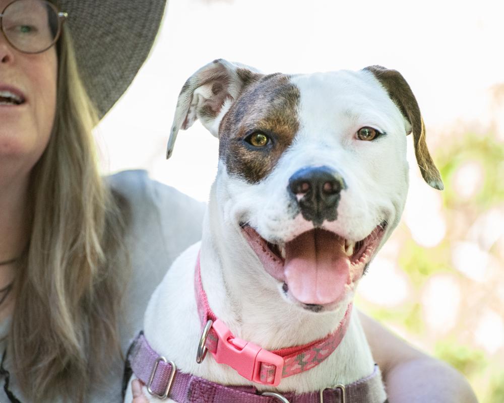 Enlarge Willow - Carbondale, CO, a Adoptable mixed breed in Carbondale, CO image 2/6