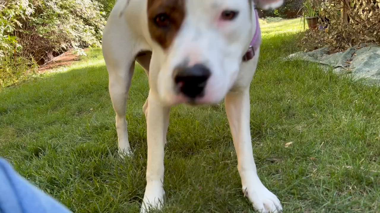 Enlarge Willow - Carbondale, CO, a Adoptable mixed breed in Carbondale, CO video 6/6