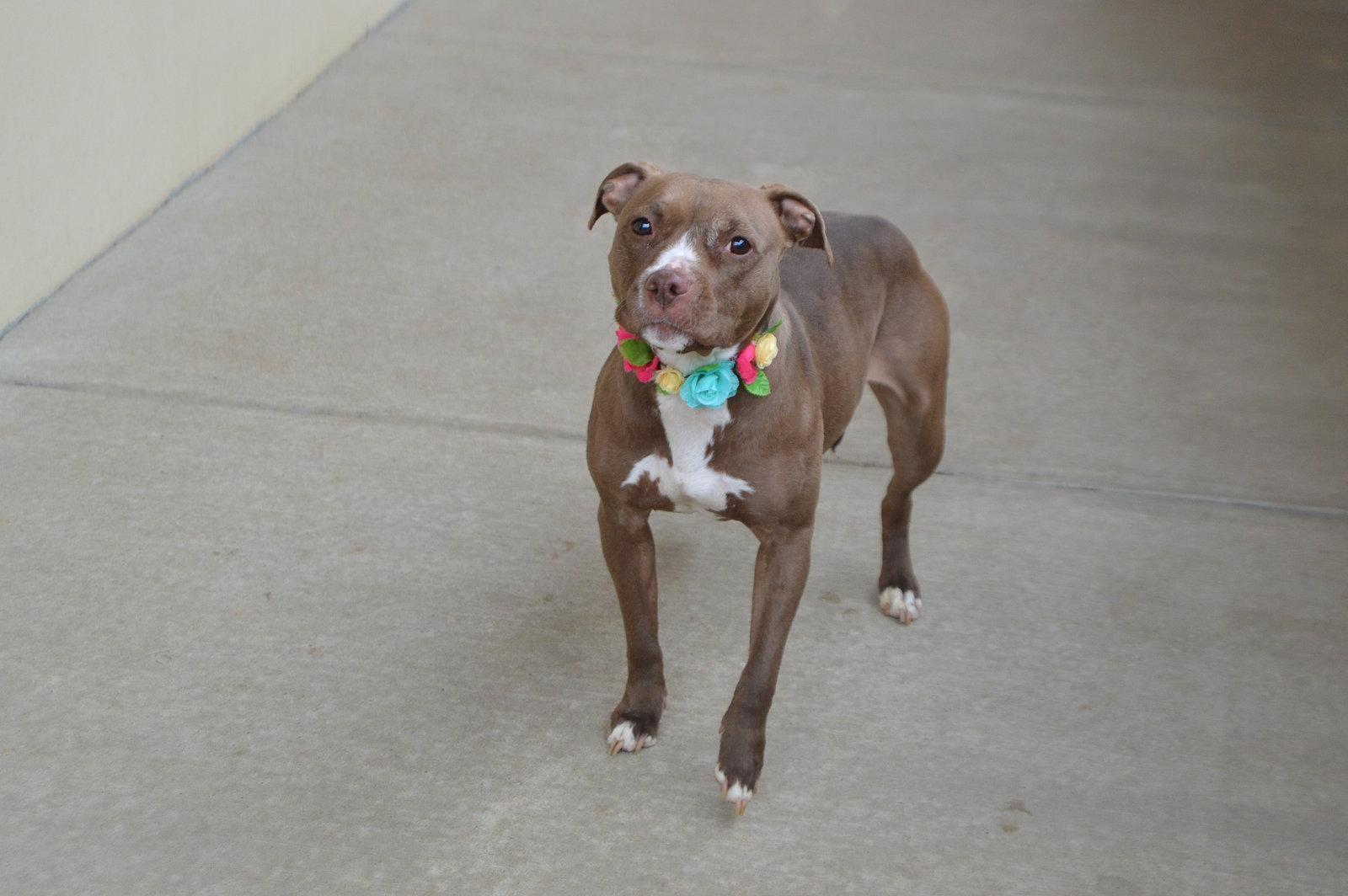 Sniffany Spring, Adoptable, Young Female Pit Bull Terrier.