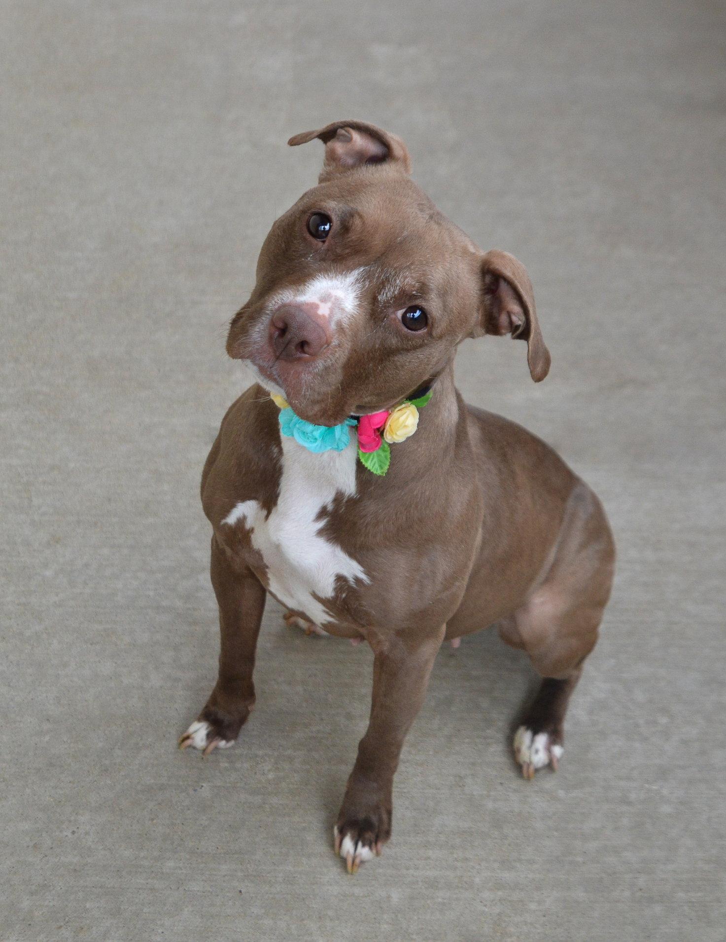 Enlarge Sniffany Spring, a Adoptable Pit Bull Terrier in McKinney, TX image 2/3