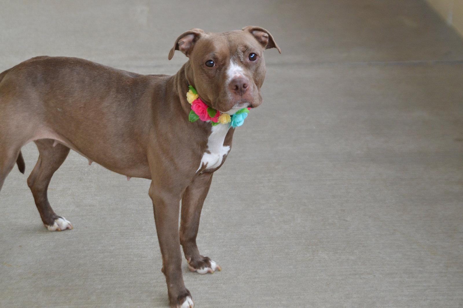 Enlarge Sniffany Spring, a Adoptable Pit Bull Terrier in McKinney, TX image 3/3
