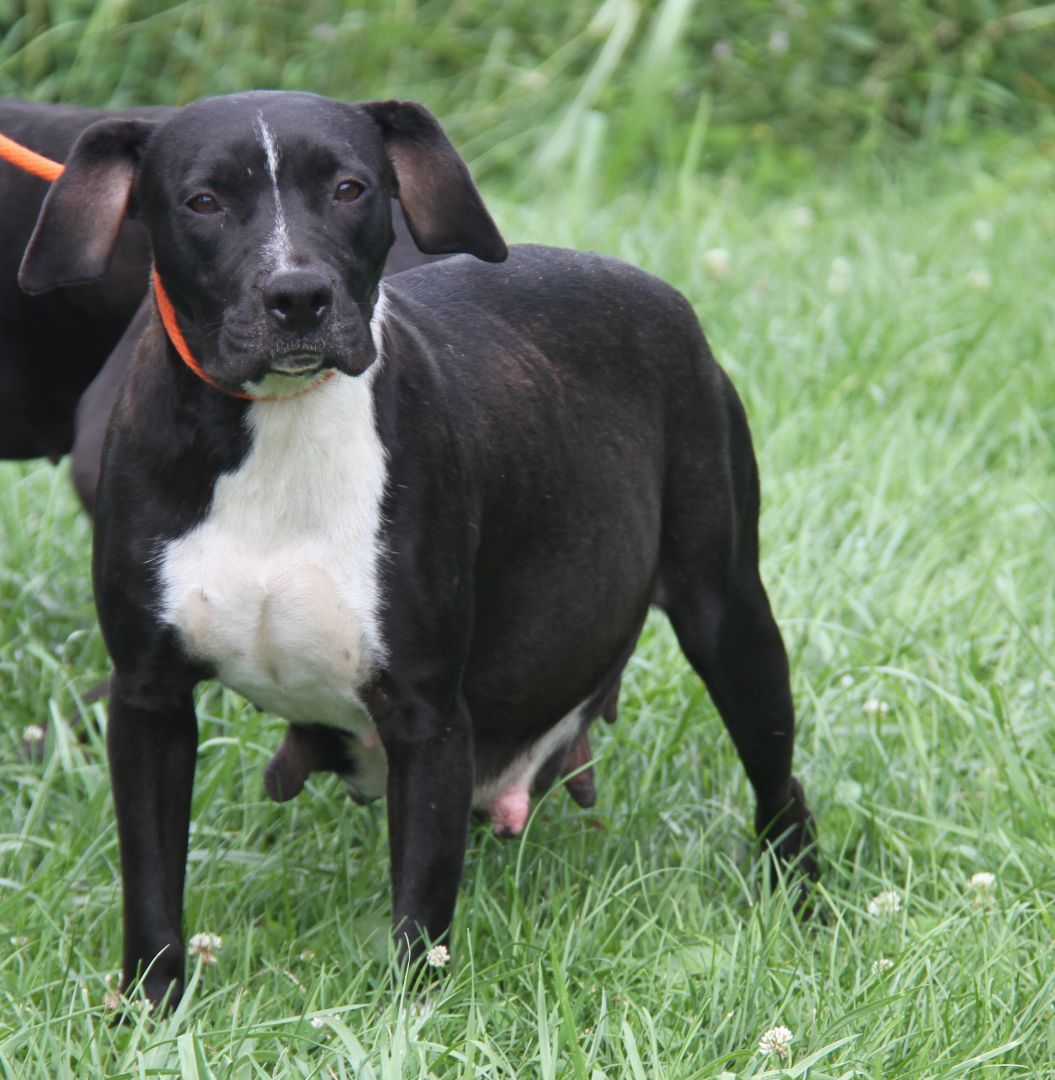 Betty (Baby Bump Pictures) (Photos 8/11/2023) (Spayed) (Empty-Nester)