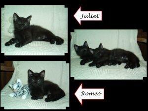 Juliet, Adopted, Kitten Female Domestic Short Hair.