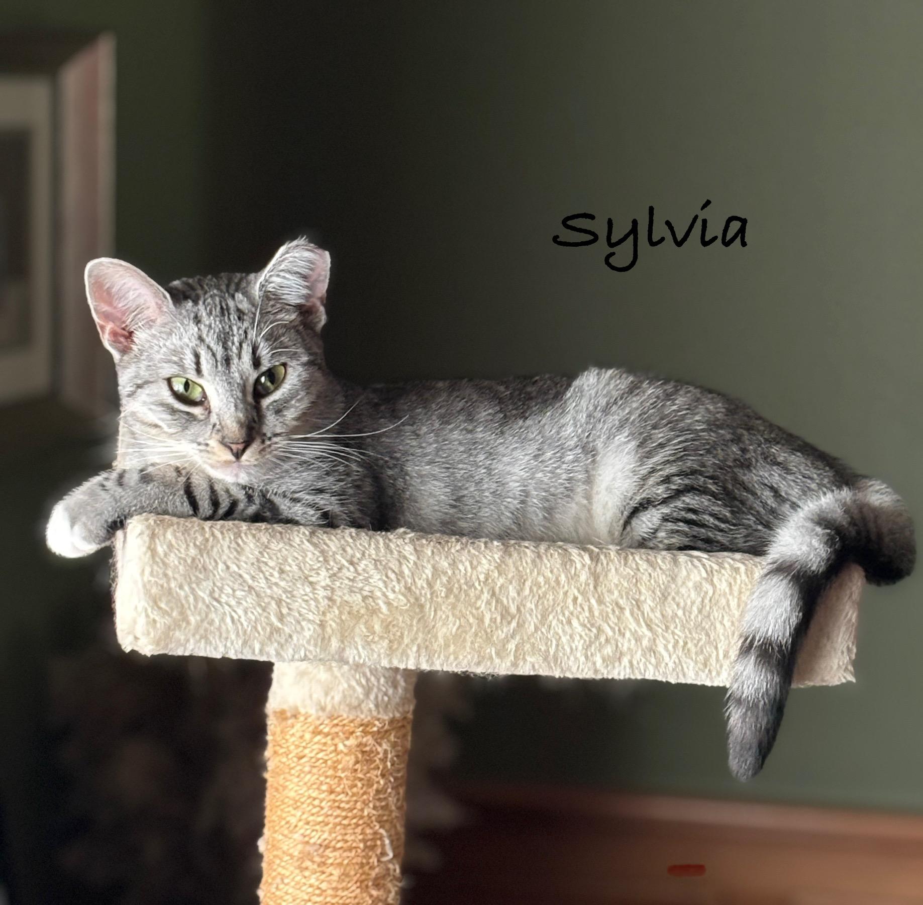 Sylvia, a Adoptable Domestic Short Hair in Stevensville, MI image 3/5