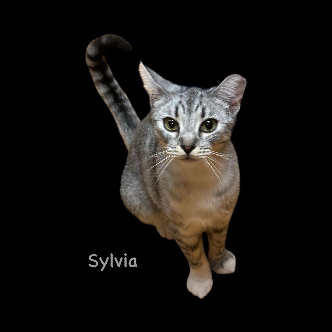 Sylvia