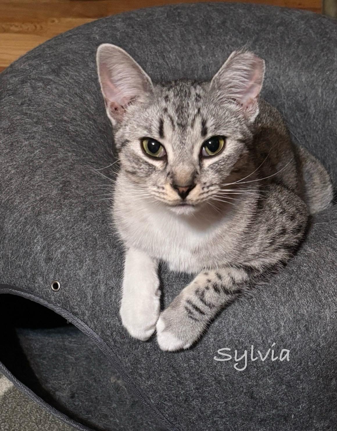 Sylvia, a Adoptable Domestic Short Hair in Stevensville, MI image 1/5