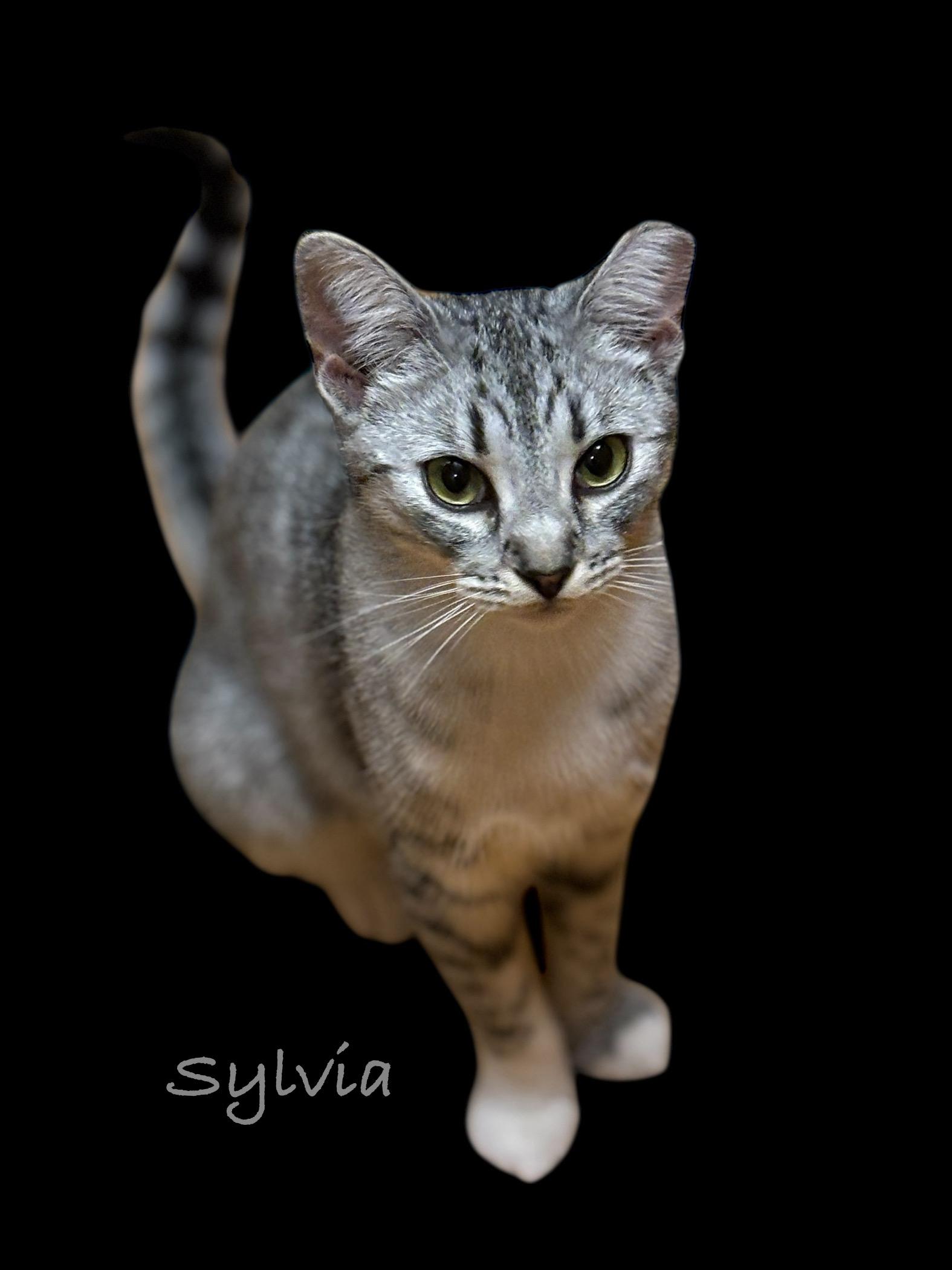 Sylvia, a Adoptable Domestic Short Hair in Stevensville, MI image 4/5