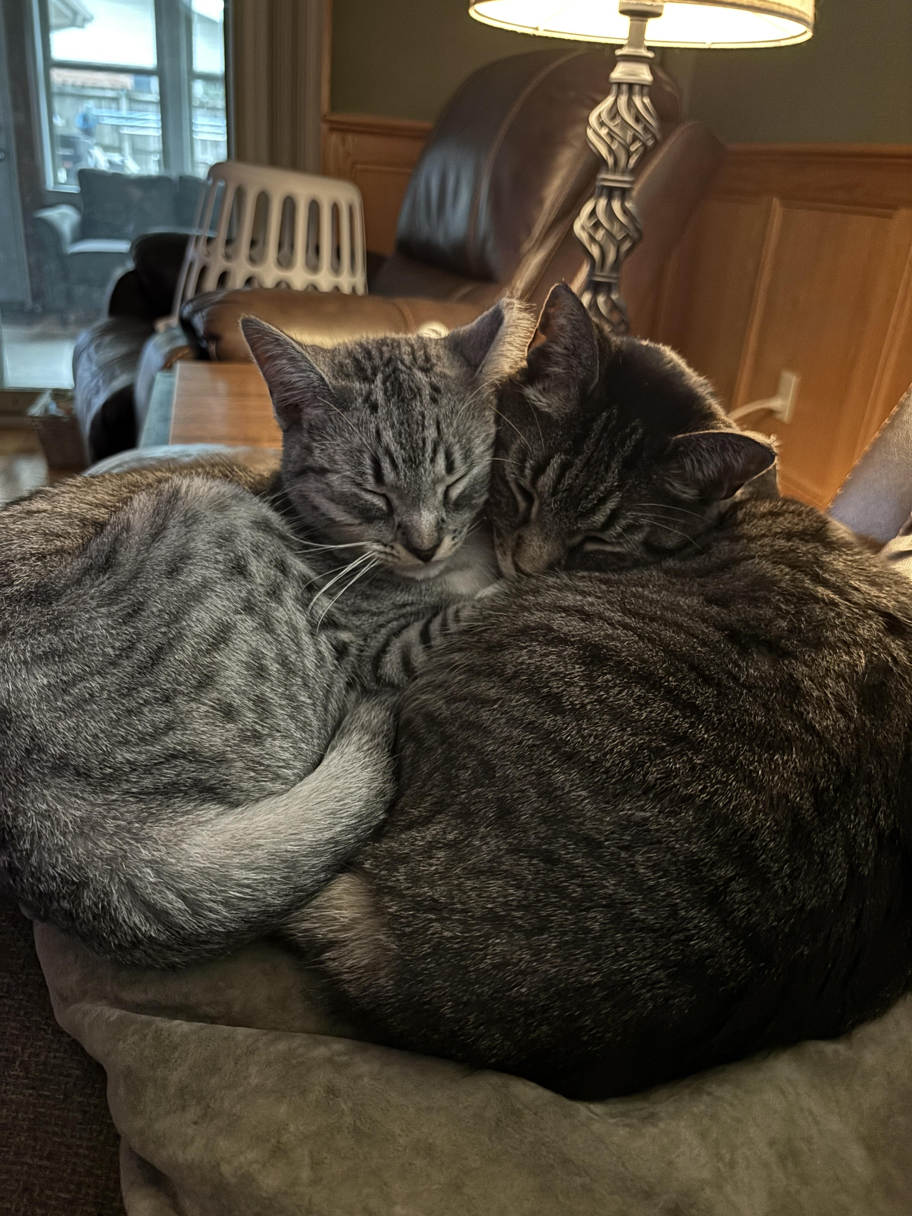 Sylvia, a Adoptable Domestic Short Hair in Stevensville, MI image 2/5