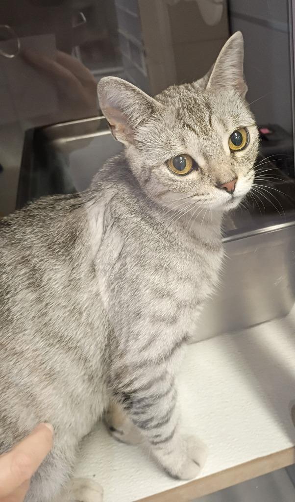 Mercy, Adopted, Young Female Domestic Short Hair.