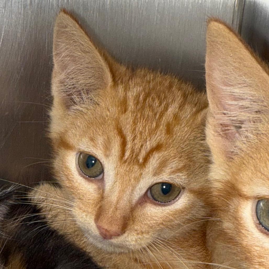 Enlarge Van, a Adoptable Domestic Short Hair in Cedaredge, CO image 1/2